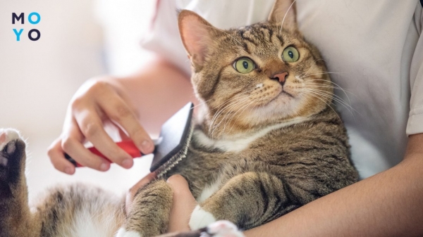 Розчісування короткошерстої кішки