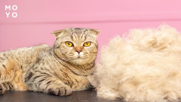 Вичісування вихованця