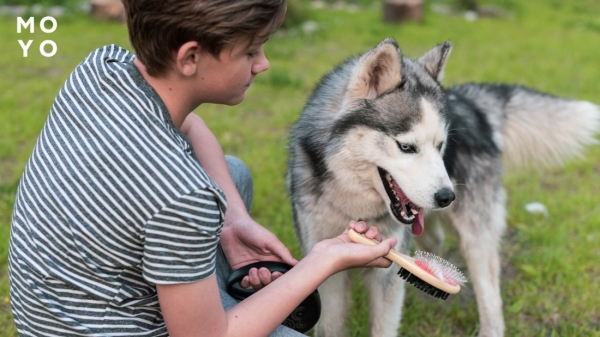 двостороннім гребінцем вичісують хаскі