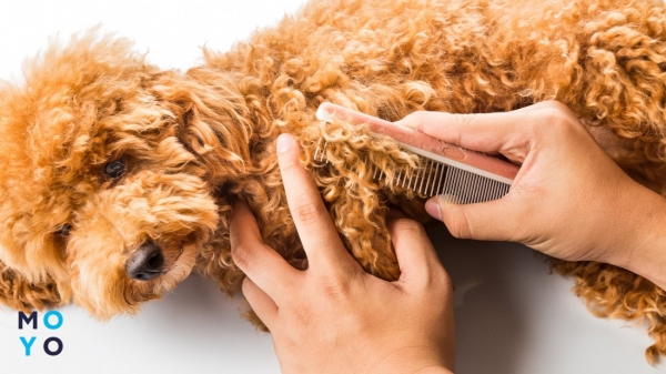 розчісувати собаку