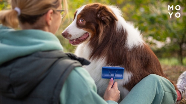 вичісування довгошерстого собаки