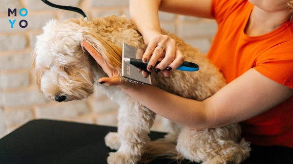 розчісувати вуха собаці