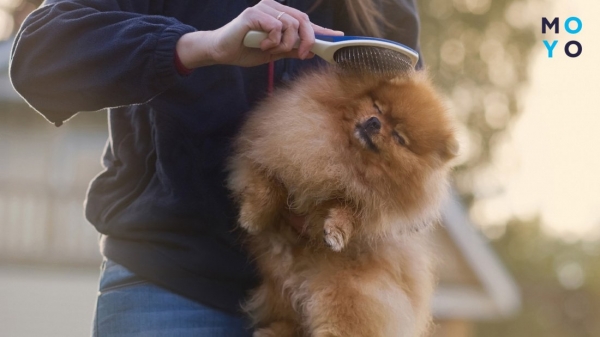 гребінці з частими зубчиками