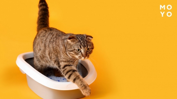лоток для кота