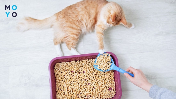 котик грається з наповнювачем