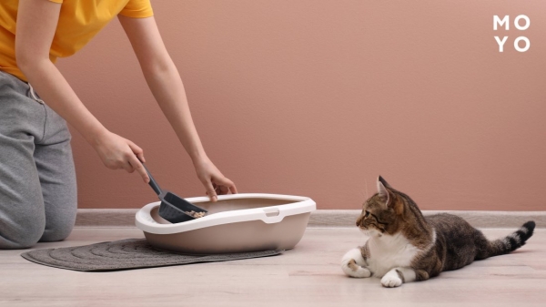 чищення котячого туалету