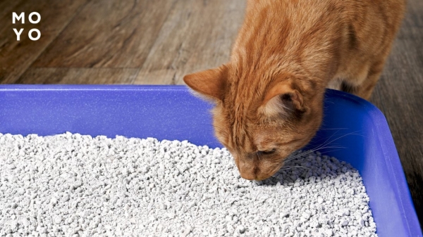 кіт нюхає наповнювач