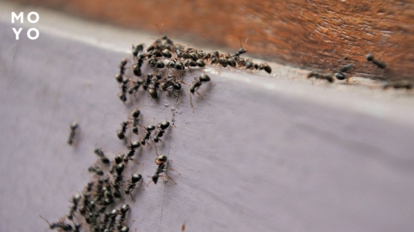 професійні методи усунення