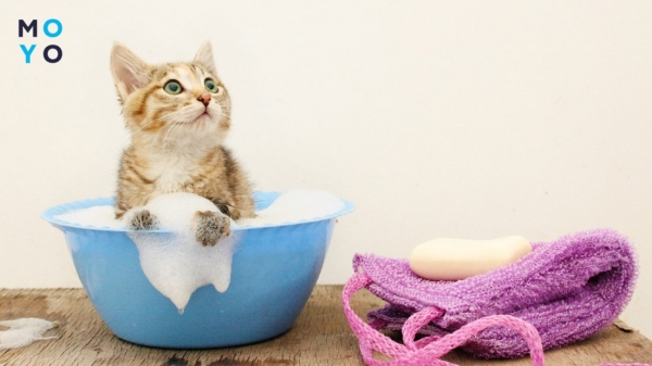 кошеня купається